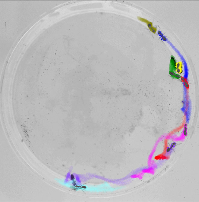 New Software Automates Individual Animal Tracking